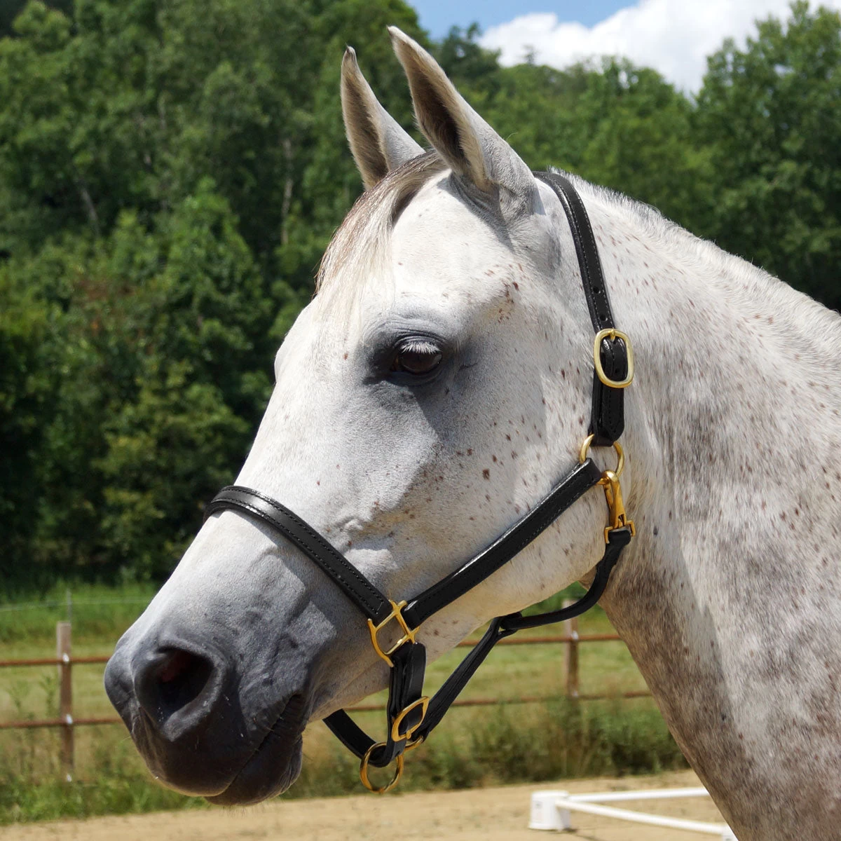 Quiet Creek Leather Halter .75 Inch Premium - Image 3