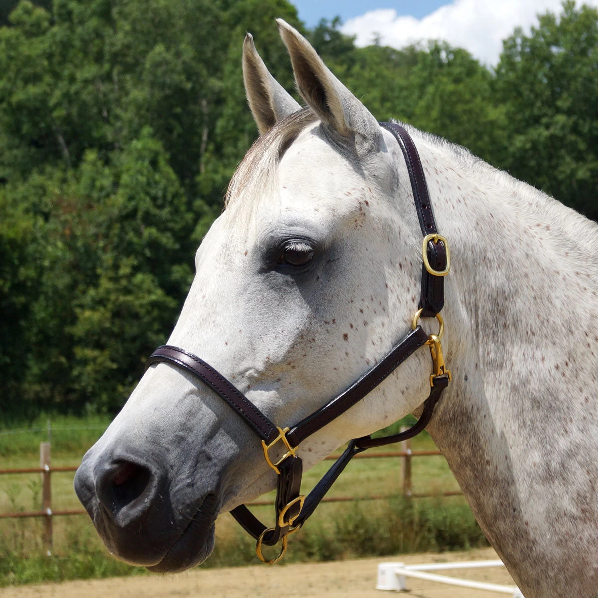 Quiet Creek Leather Halter .75 Inch Premium - Image 2