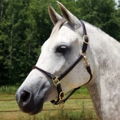 Quiet Creek Deluxe Rolled Nose Arabian Halter