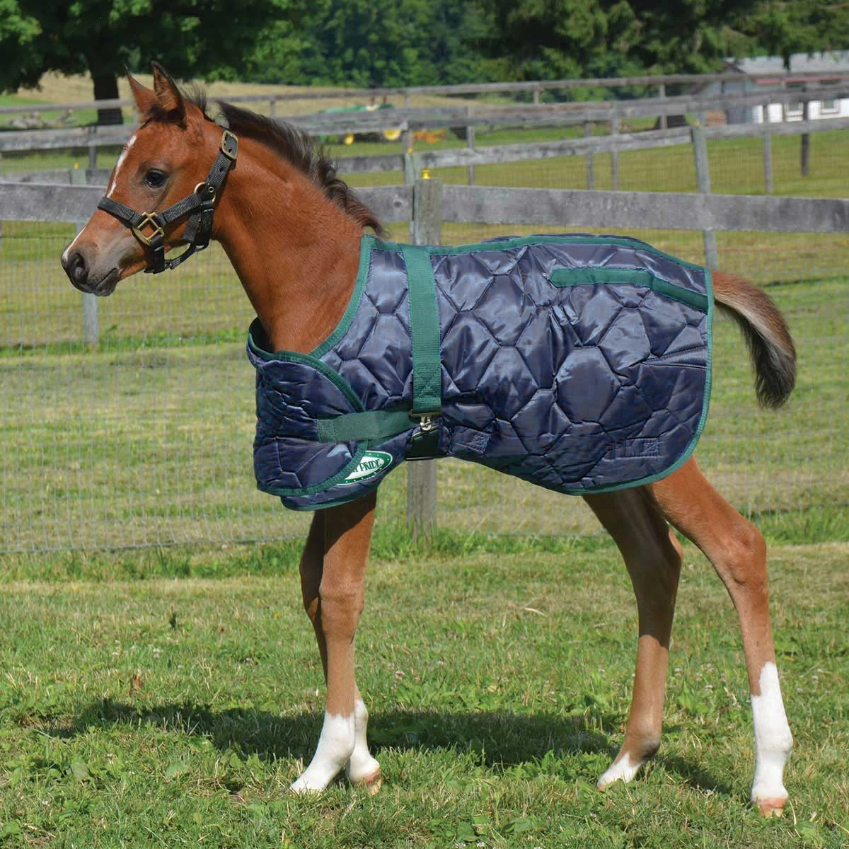 Country Pride 420D Foal Blanket - Image 2