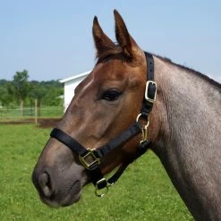 Weaver Leather Weaver Original Yearling Horse Nylon Halter