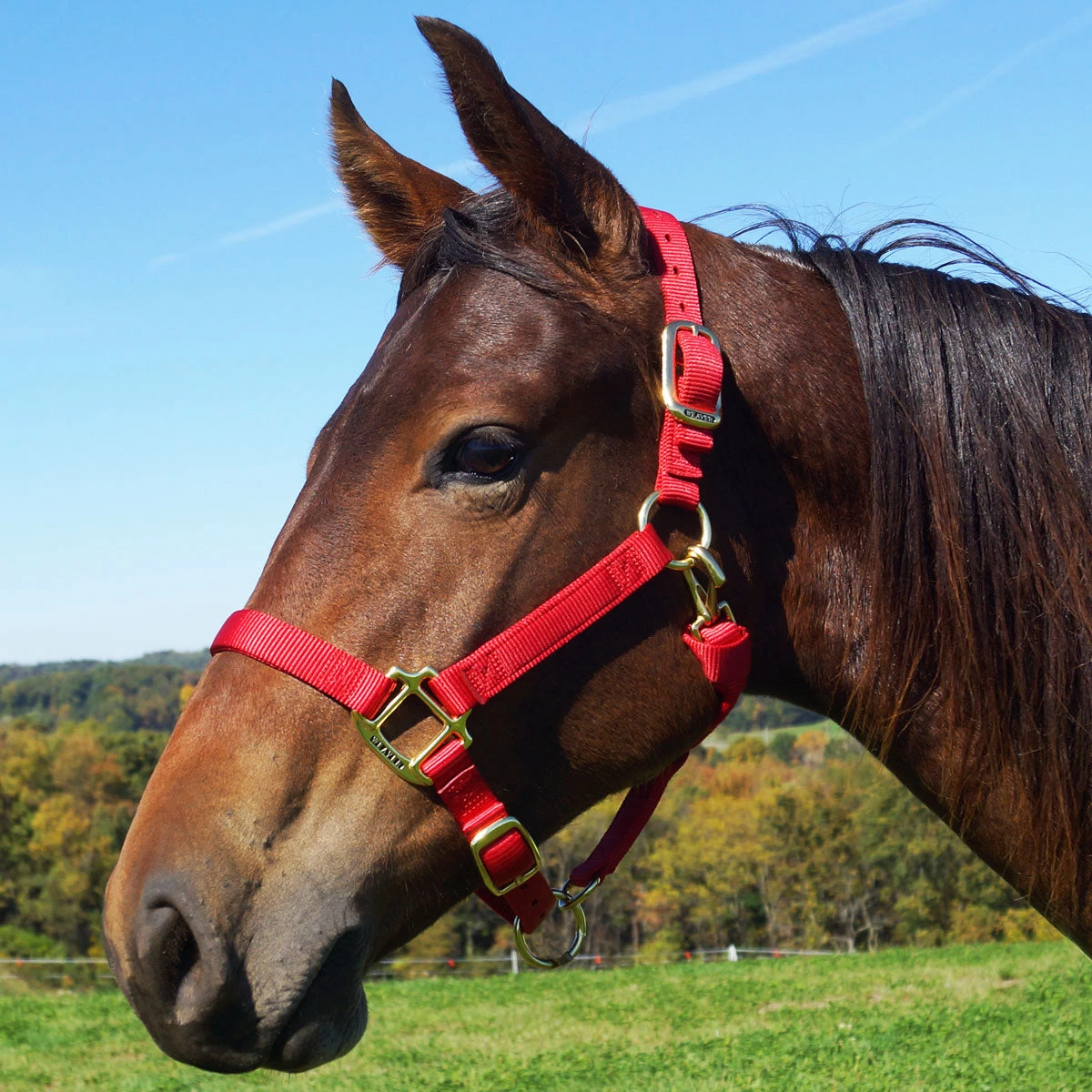 Weaver Leather Weaver Original Yearling Horse Nylon Halter - Image 2