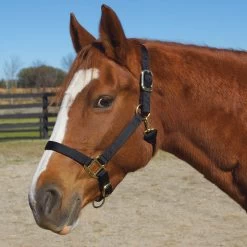 Weaver Leather Weaver Original Large Horse Nylon Halter