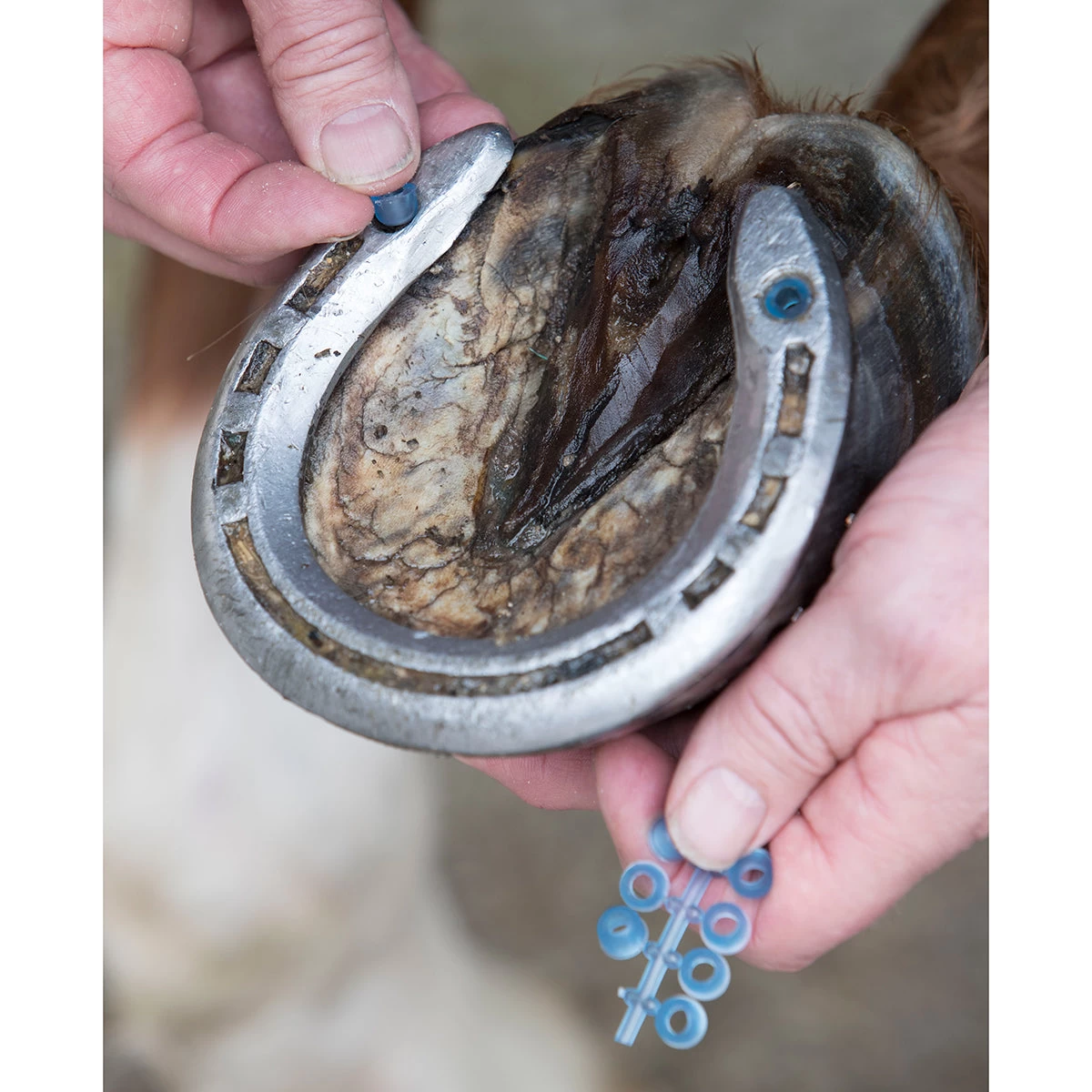 LeMieux Stud Plugz 6-pack - Image 2