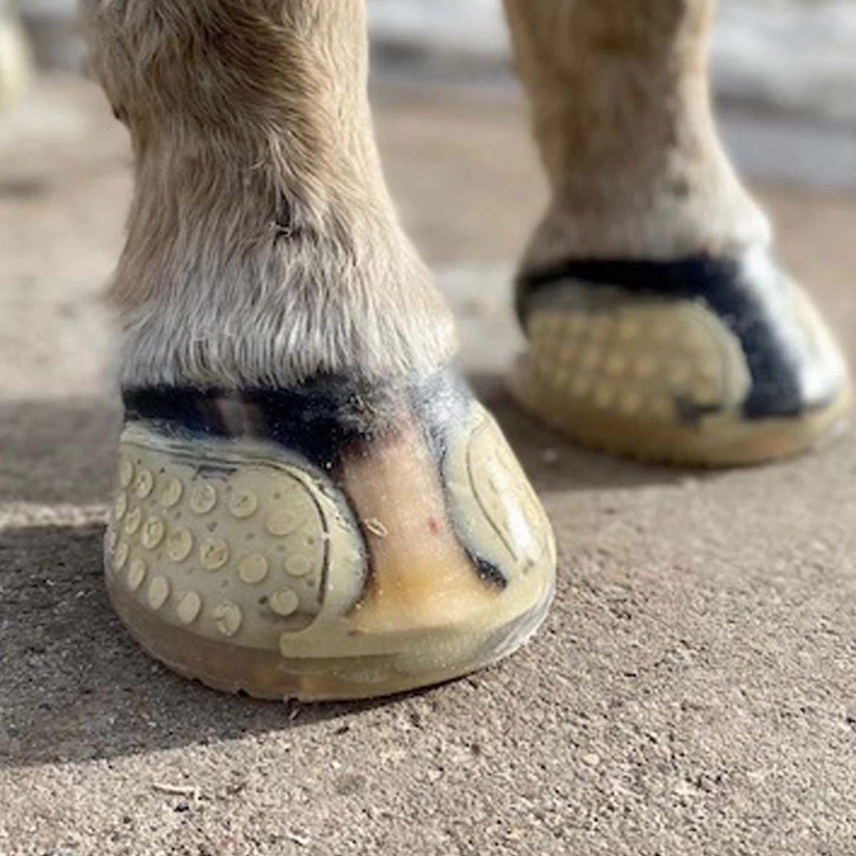 EasyShow Versa Grip Glue Front Shoe - Image 2