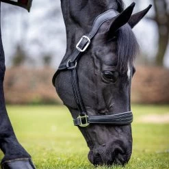 LeMieux Stitched Anatomical Leather Halter