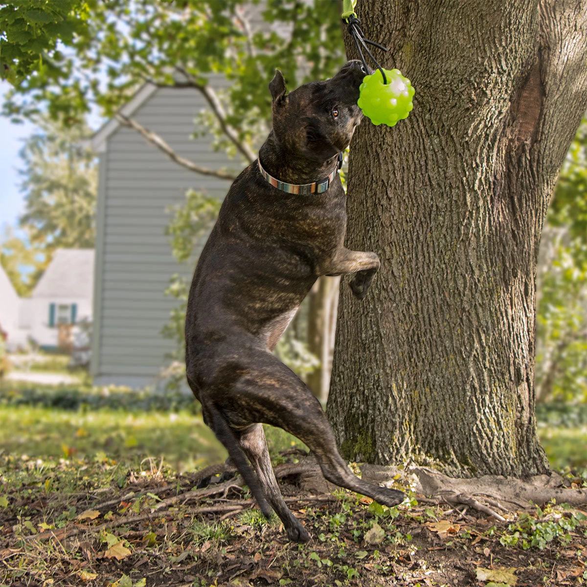 Jolly Pets Tree Tugger Dog Toy - Image 3