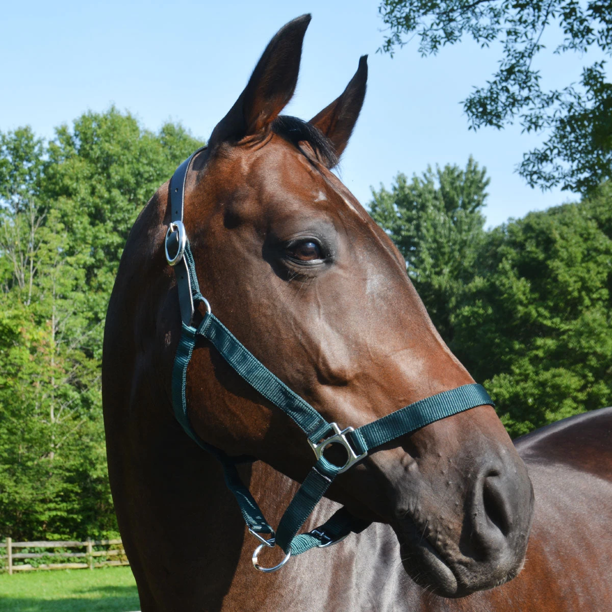 Country Pride Breakaway Nylon Halter - Image 2
