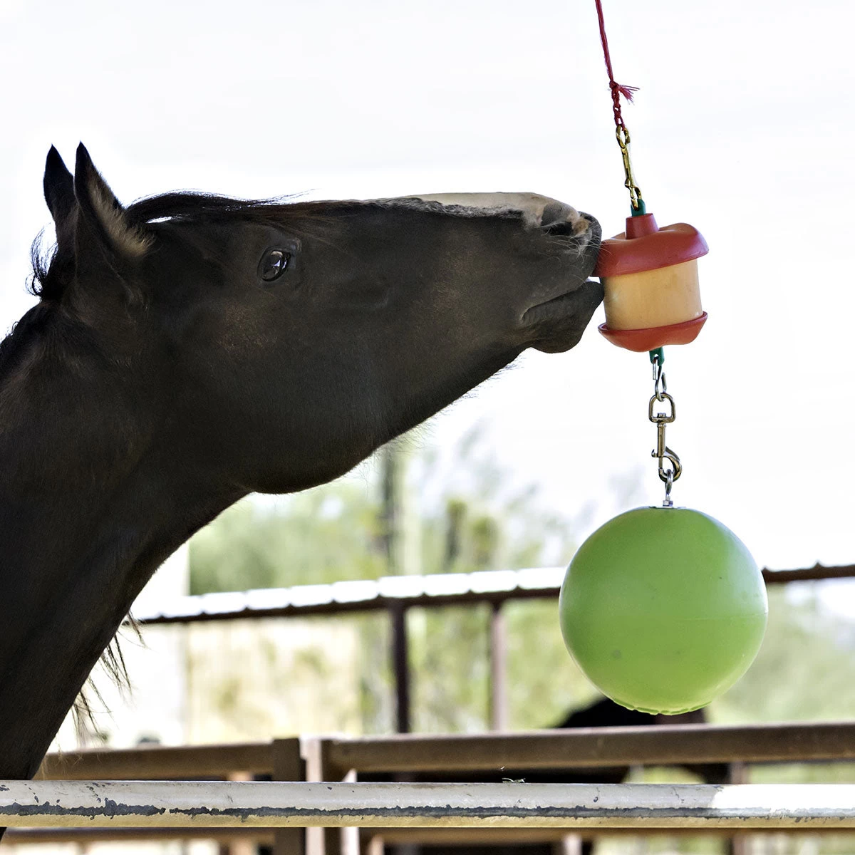 Horsemens Pride Jolly Stall Snack Holder With Apple Scented Jolly Ball - Image 2
